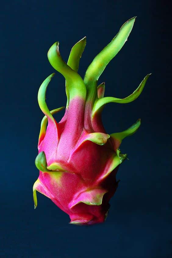 1 Red Vietnamese ROOTED Dragon Fruit 